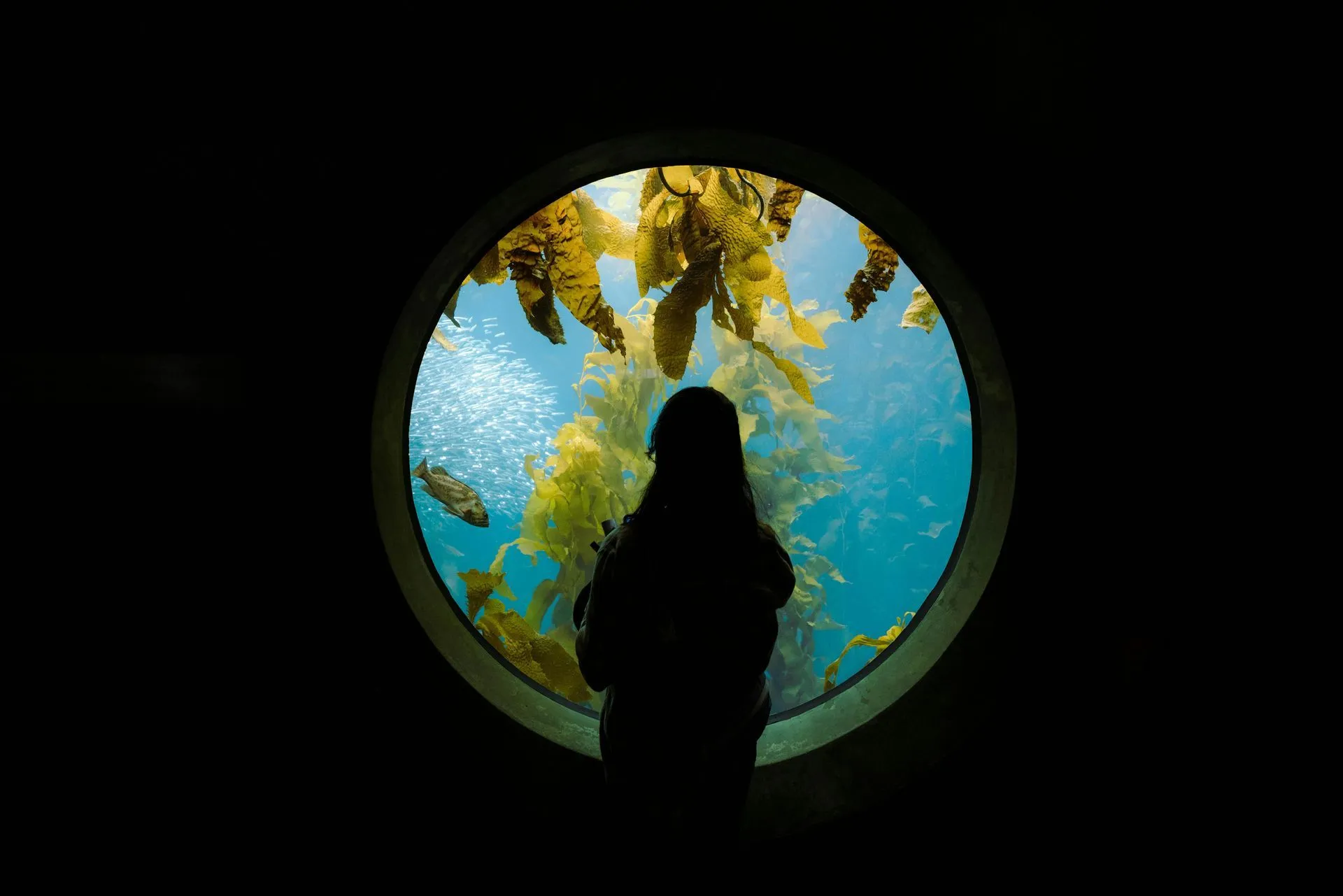 Diver exploring kelp forest restoration site
