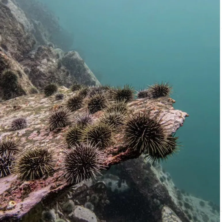 Sea urchin on rocky seabed along the Norwegian coast